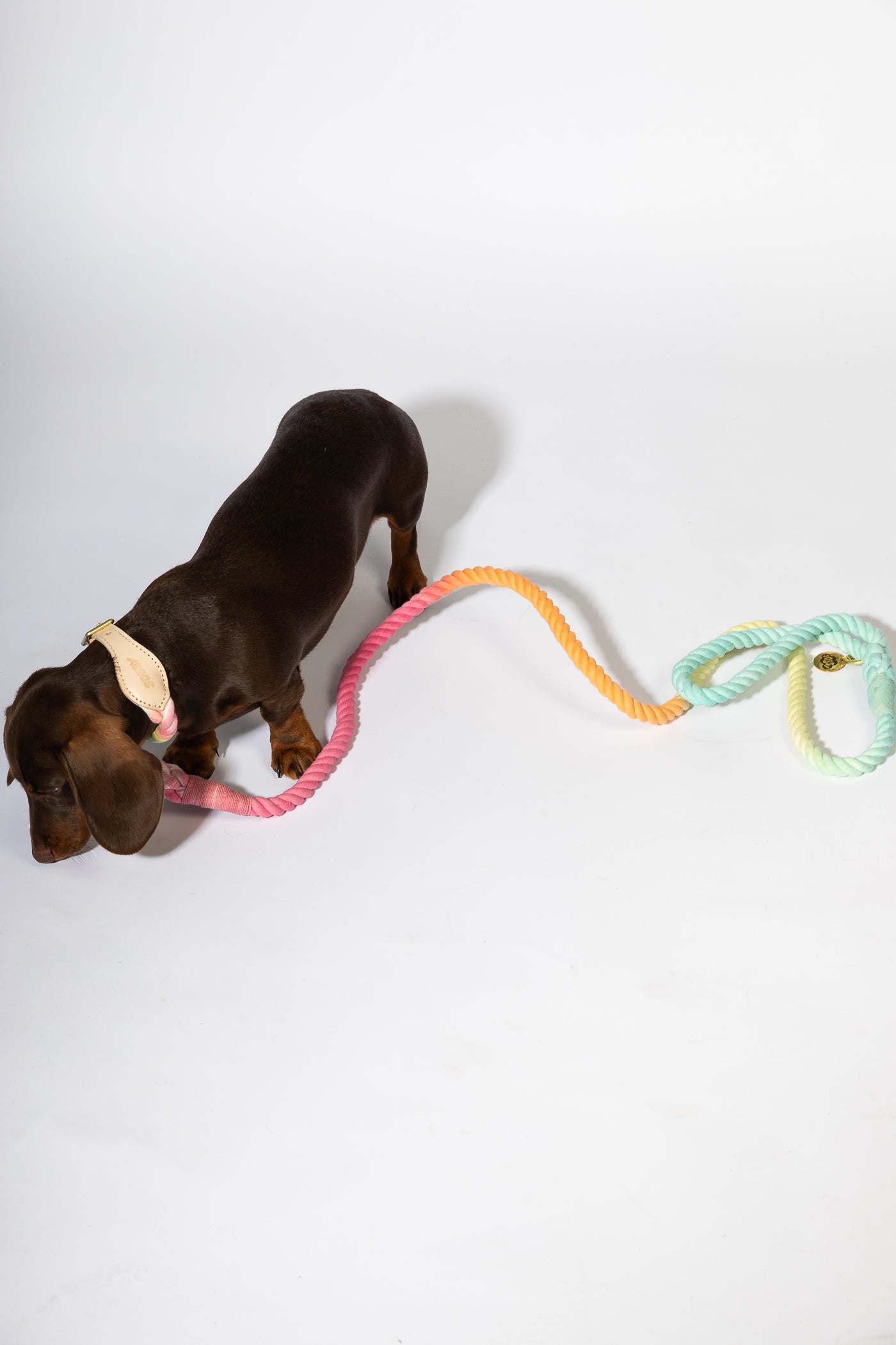 Paddle pop rope leash