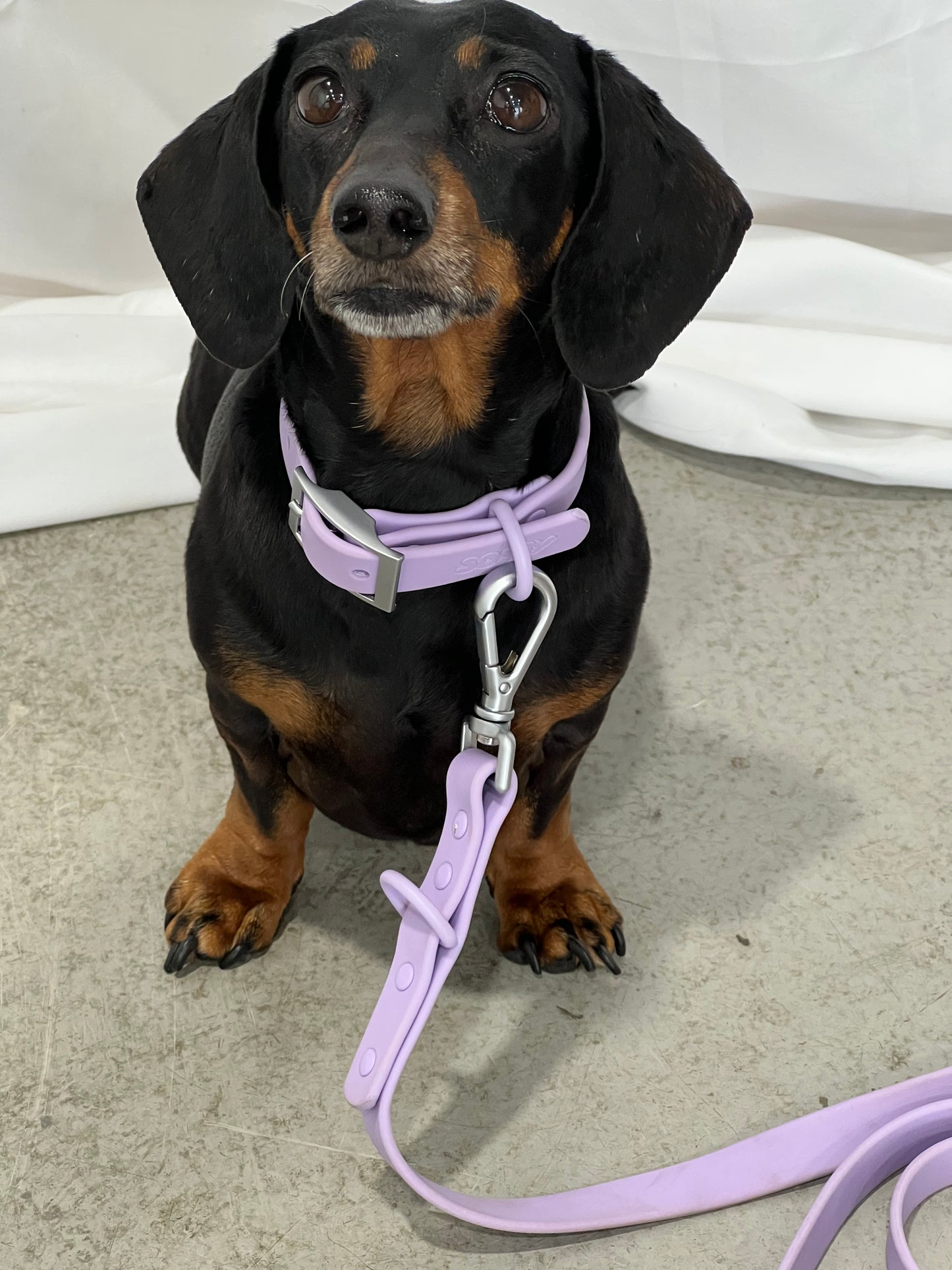 Lilac Waterproof Collar