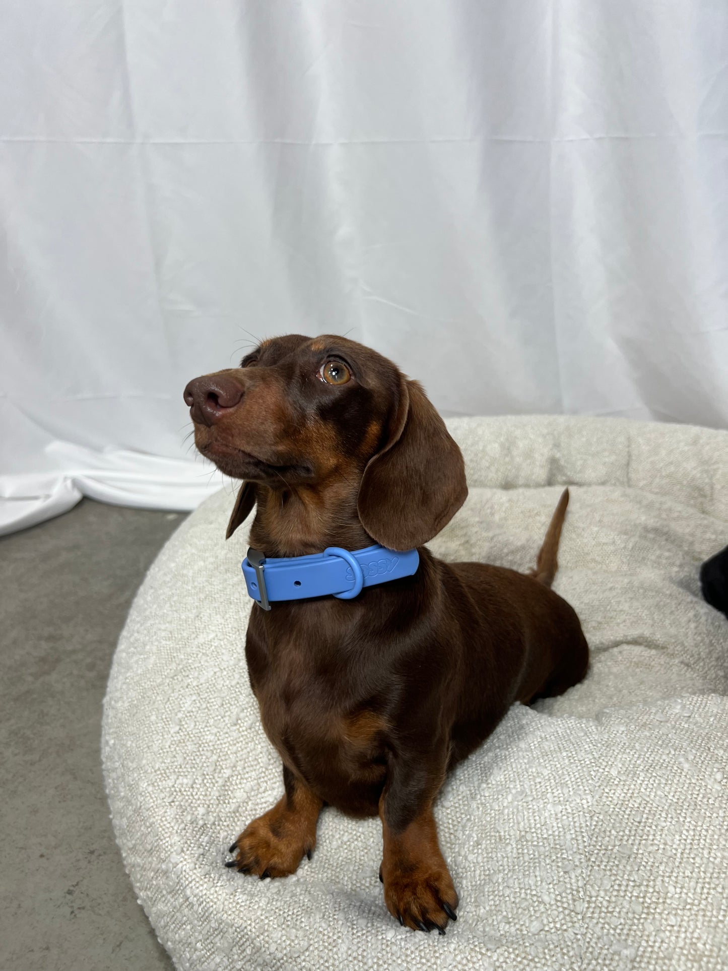 Ocean Blue Waterproof Collar