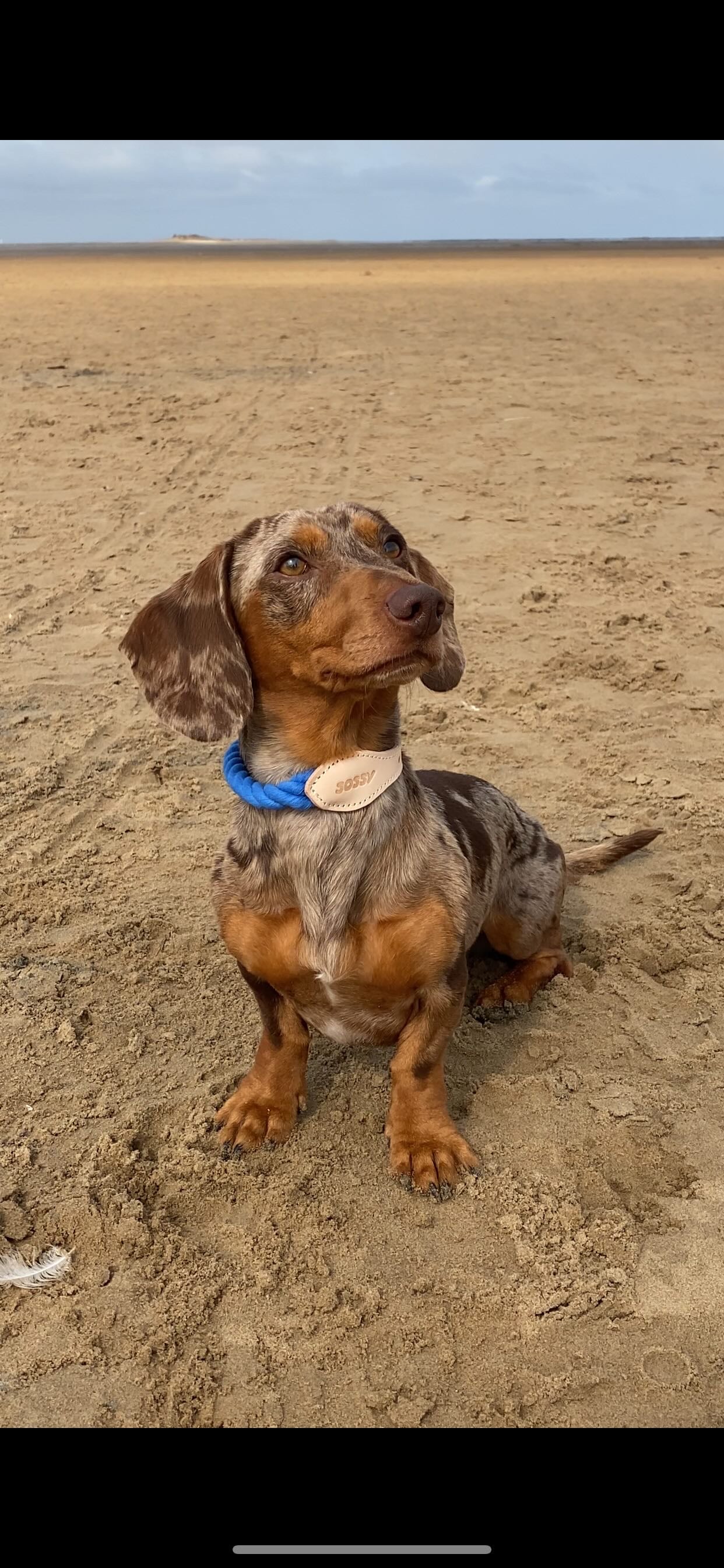 Royal blue leather collar